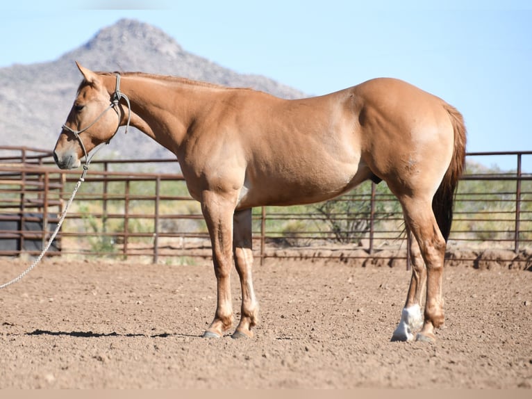 American Quarter Horse Ruin 2 Jaar Falbe in Congress