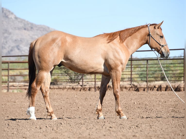 American Quarter Horse Ruin 2 Jaar Falbe in Congress