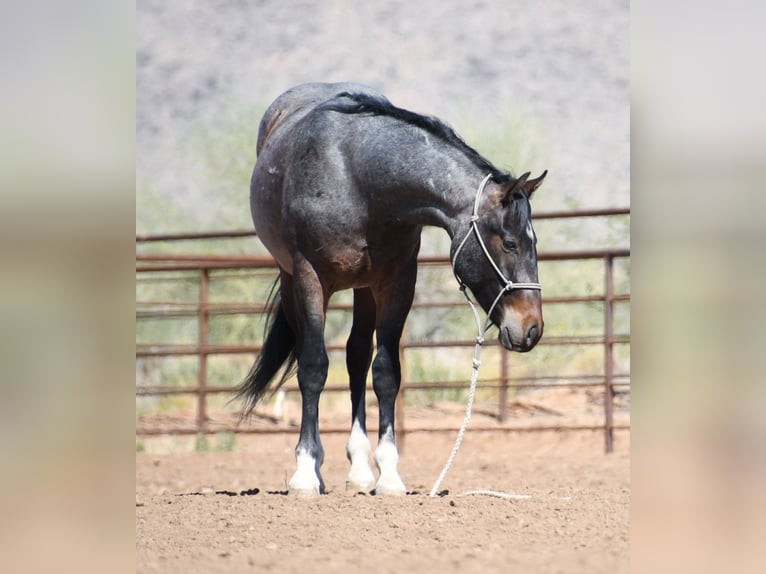 American Quarter Horse Ruin 2 Jaar Roan-Bay in Congress