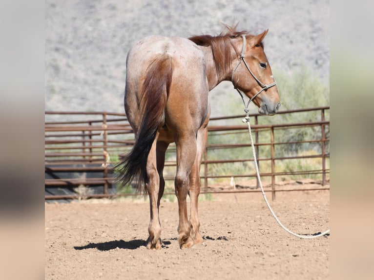 American Quarter Horse Ruin 2 Jaar Roan-Red in Congress