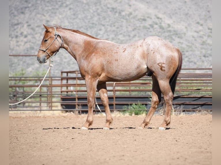 American Quarter Horse Ruin 2 Jaar Roan-Red in Congress