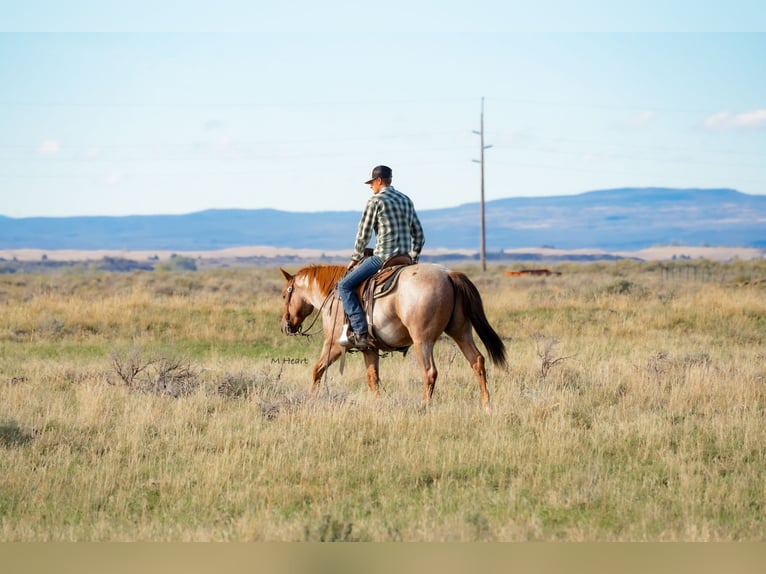 American Quarter Horse Ruin 2 Jaar Roan-Red in Saint Anthony