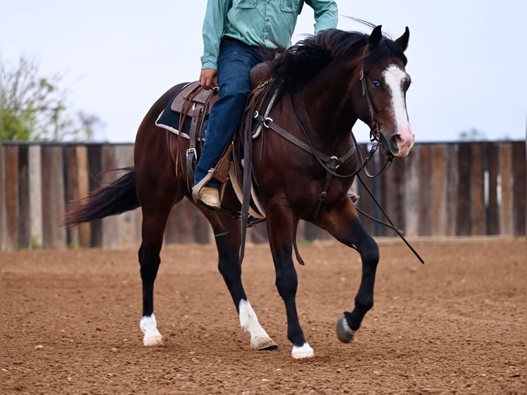 American Quarter Horse Ruin 2 Jaar Roodbruin in Waco