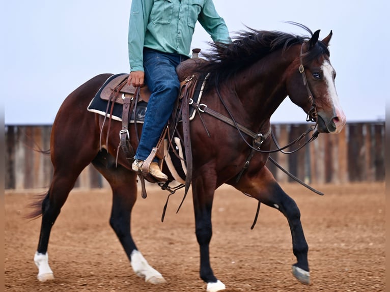 American Quarter Horse Ruin 2 Jaar Roodbruin in Waco