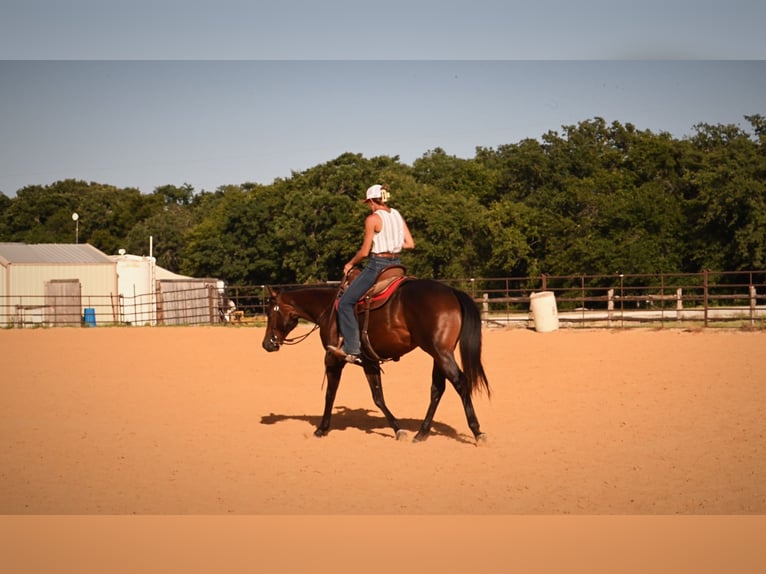 American Quarter Horse Ruin 2 Jaar Roodbruin in Stephenville