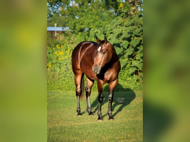 American Quarter Horse Ruin 2 Jaar Roodbruin in Stephenville