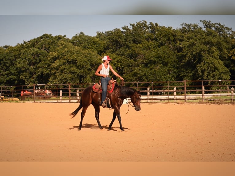 American Quarter Horse Ruin 2 Jaar Roodbruin in Stephenville