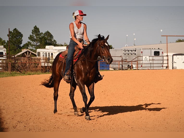 American Quarter Horse Ruin 2 Jaar Roodbruin in Stephenville