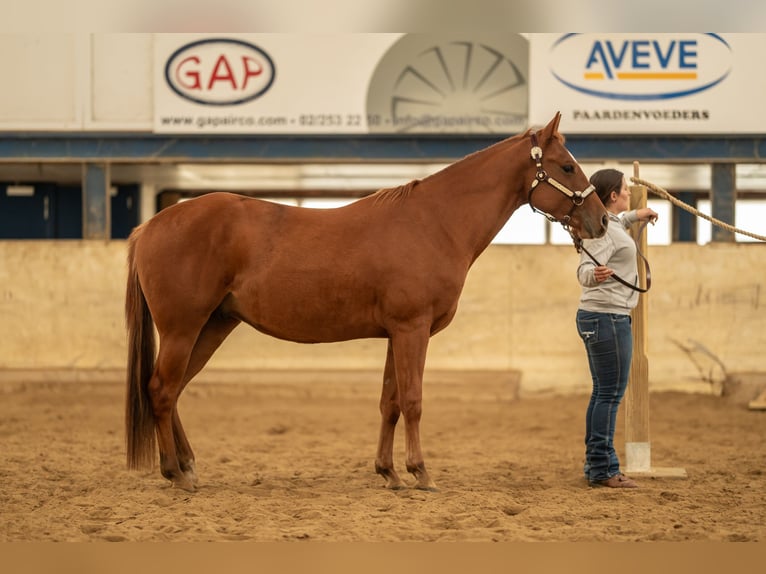 American Quarter Horse Ruin 2 Jaar Roodvos in Baal