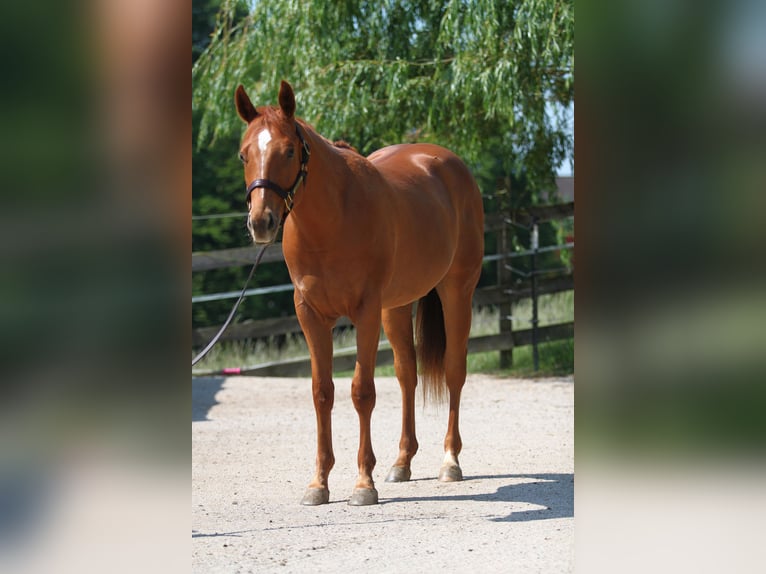 American Quarter Horse Ruin 2 Jaar Vos in St. Leonhard am Forst