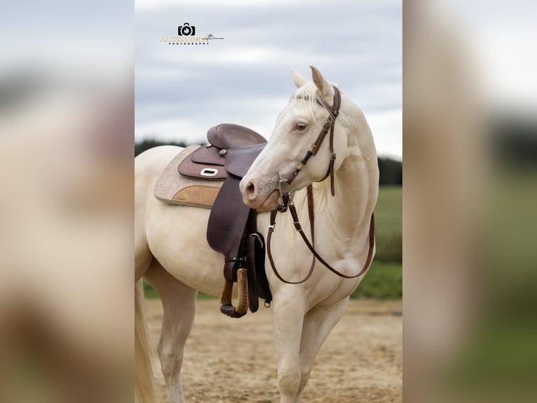 American Quarter Horse Ruin 3 Jaar 139 cm in Au in der Hallertau