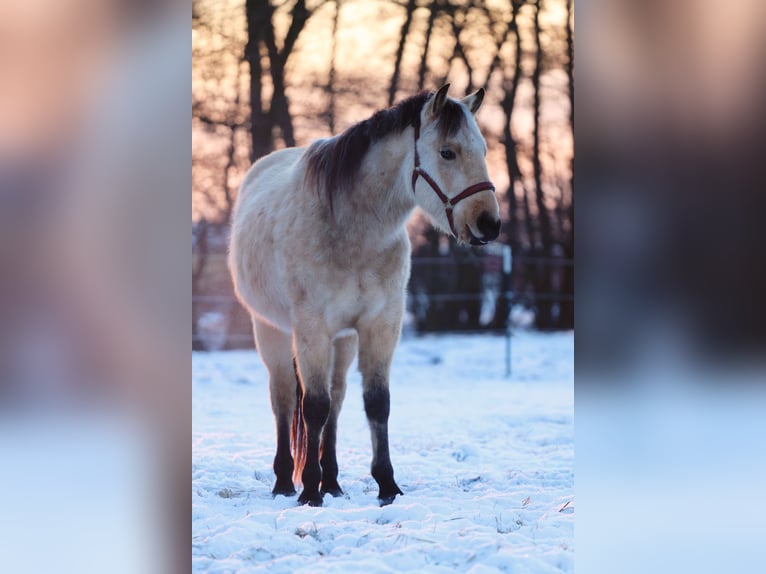 American Quarter Horse Ruin 3 Jaar 140 cm Buckskin in Zernitz Lohm