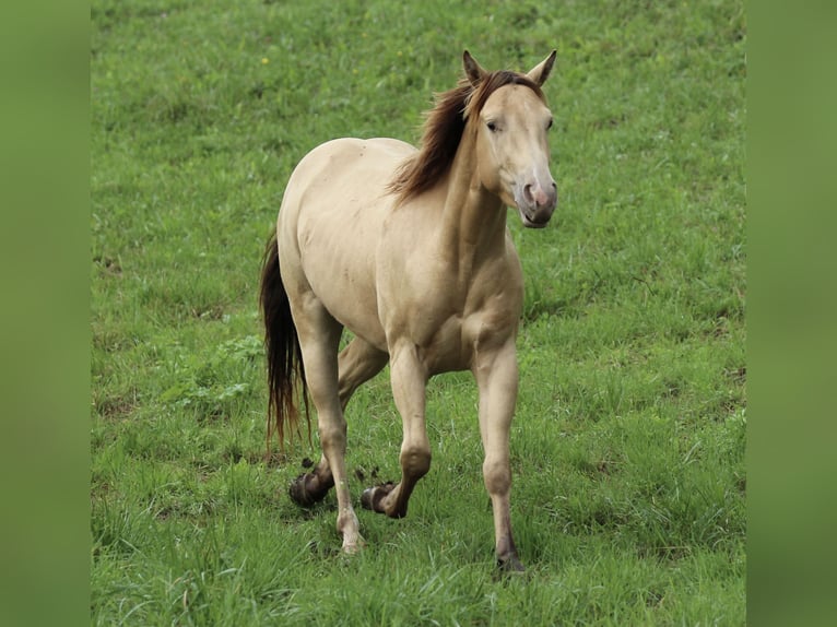 American Quarter Horse Ruin 3 Jaar 140 cm Champagne in Waldshut-Tiengen
