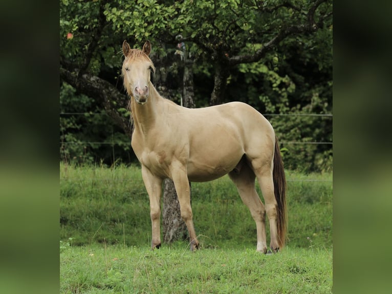 American Quarter Horse Ruin 3 Jaar 140 cm Champagne in Waldshut-Tiengen