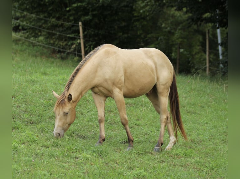 American Quarter Horse Ruin 3 Jaar 140 cm Champagne in Waldshut-Tiengen