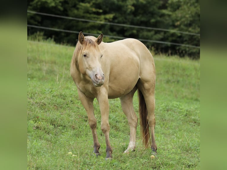 American Quarter Horse Ruin 3 Jaar 140 cm Champagne in Waldshut-Tiengen