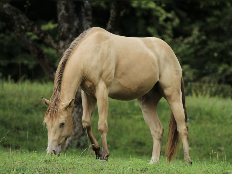 American Quarter Horse Ruin 3 Jaar 140 cm Champagne in Waldshut-Tiengen