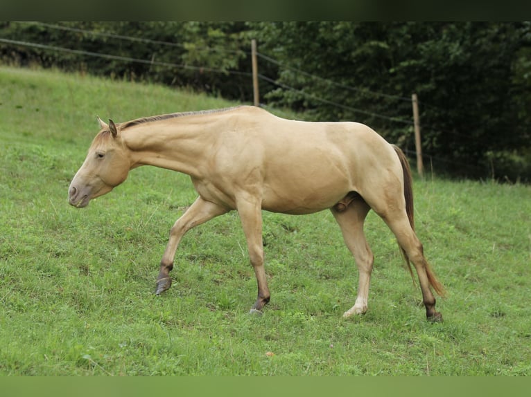 American Quarter Horse Ruin 3 Jaar 140 cm Champagne in Waldshut-Tiengen