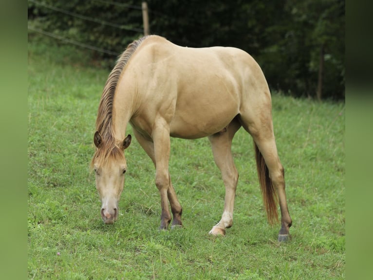 American Quarter Horse Ruin 3 Jaar 140 cm Champagne in Waldshut-Tiengen