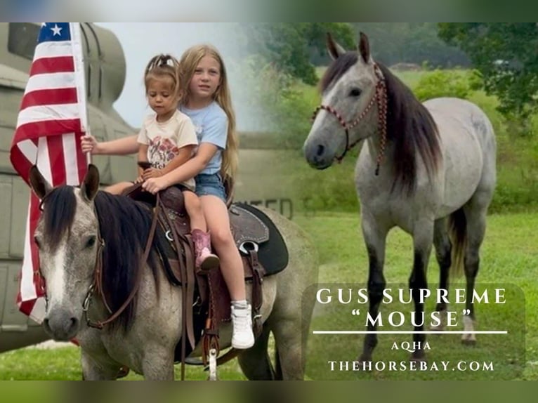 American Quarter Horse Ruin 3 Jaar 140 cm Schimmel in Sperry, OK