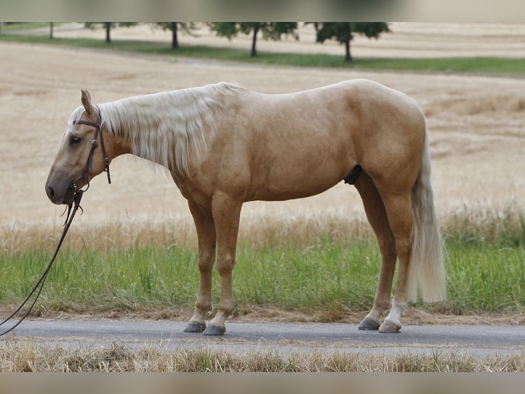 American Quarter Horse Ruin 3 Jaar 141 cm Palomino in Kastellaun