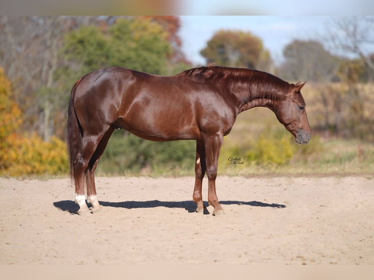 American Quarter Horse Ruin 3 Jaar 142 cm Donkere-vos in Bellevue, IA