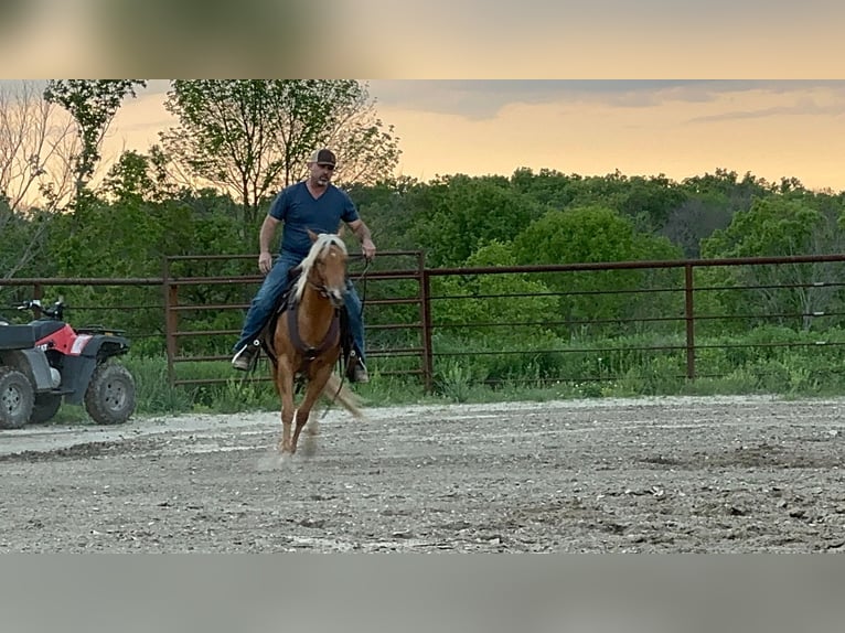 American Quarter Horse Ruin 3 Jaar 142 cm Palomino in Bolivar, MO