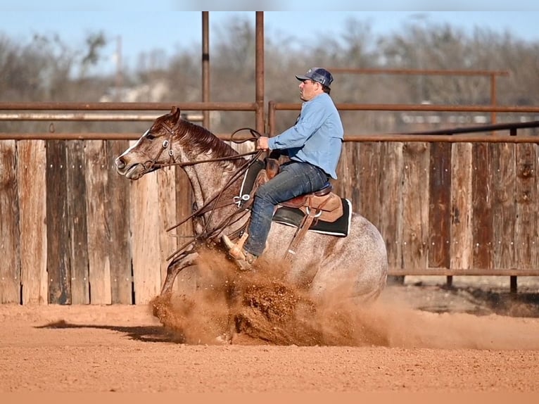 American Quarter Horse Ruin 3 Jaar 142 cm Roan-Red in Waco