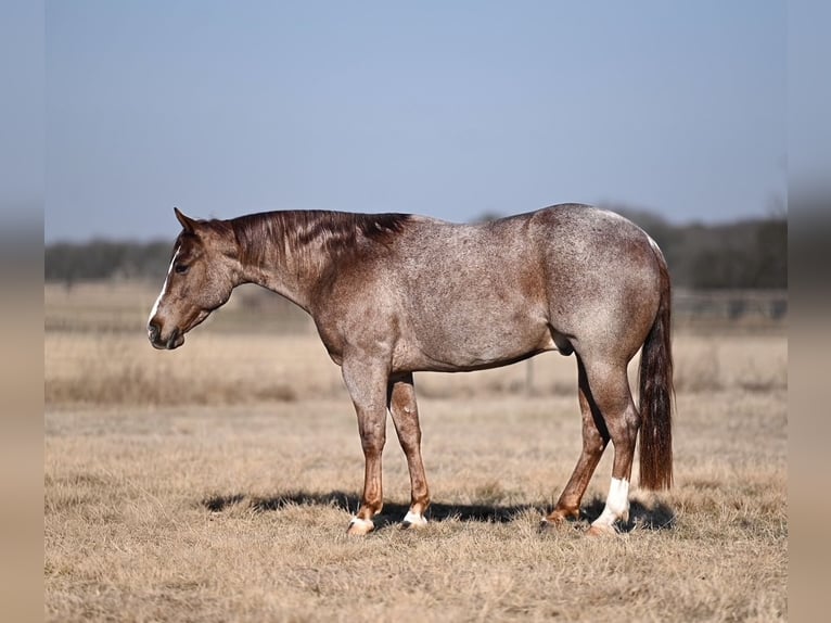 American Quarter Horse Ruin 3 Jaar 142 cm Roan-Red in Waco