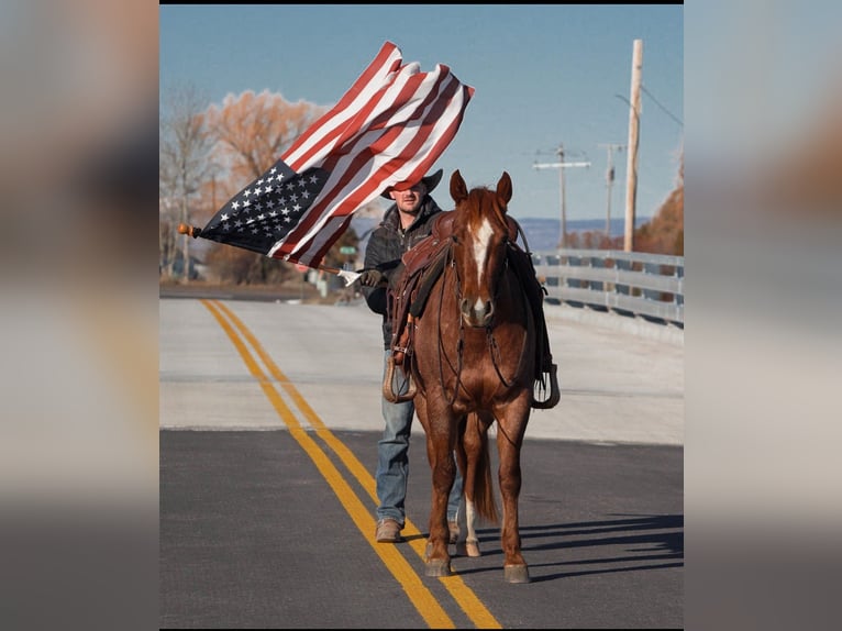 American Quarter Horse Ruin 3 Jaar 142 cm Roan-Red in Saint Anthony