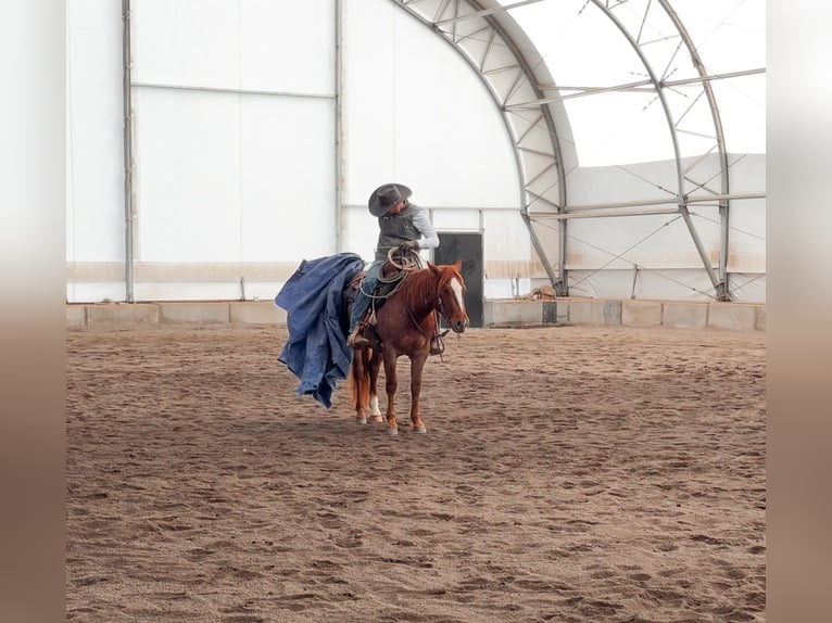 American Quarter Horse Ruin 3 Jaar 142 cm Roan-Red in Saint Anthony