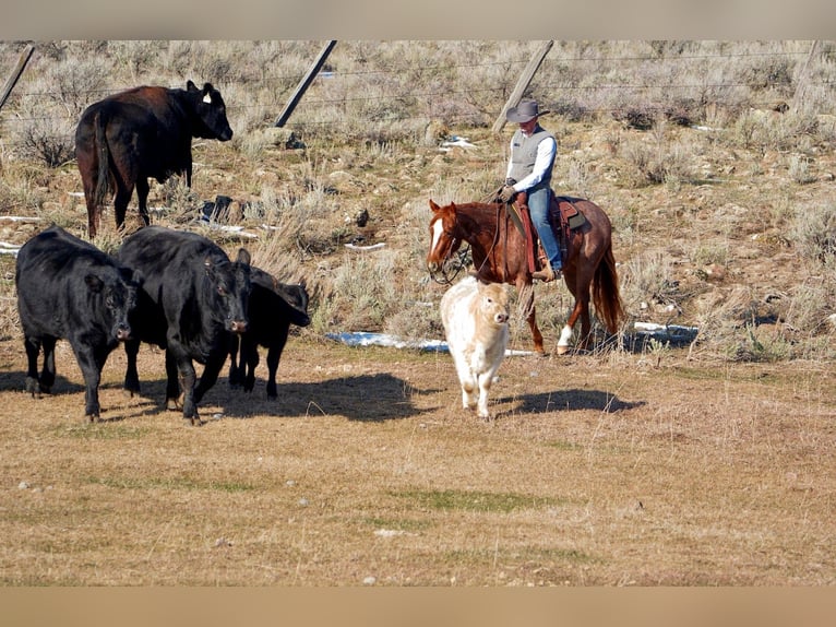 American Quarter Horse Ruin 3 Jaar 142 cm Roan-Red in Saint Anthony