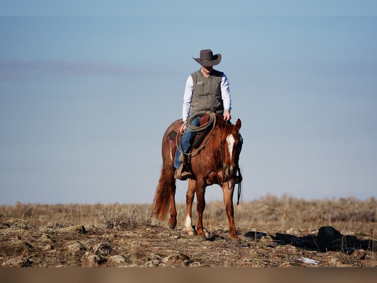 American Quarter Horse Ruin 3 Jaar 142 cm Roan-Red in Saint Anthony
