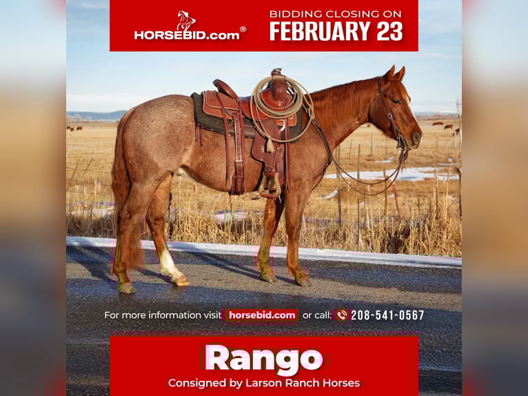 American Quarter Horse Ruin 3 Jaar 142 cm Roan-Red in Saint Anthony