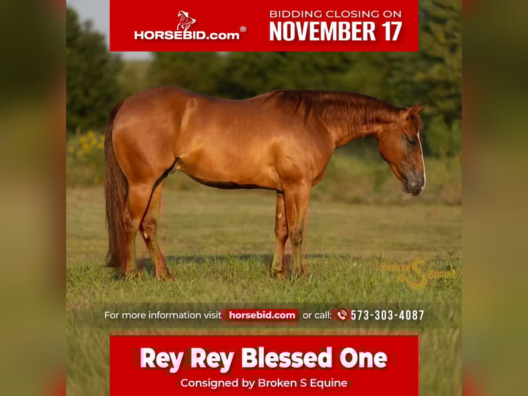 American Quarter Horse Ruin 3 Jaar 142 cm Roodvos in Bogard