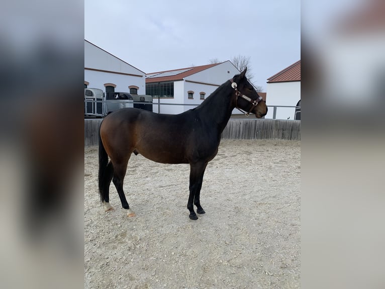 American Quarter Horse Ruin 3 Jaar 144 cm Bruin in Eisenstadt