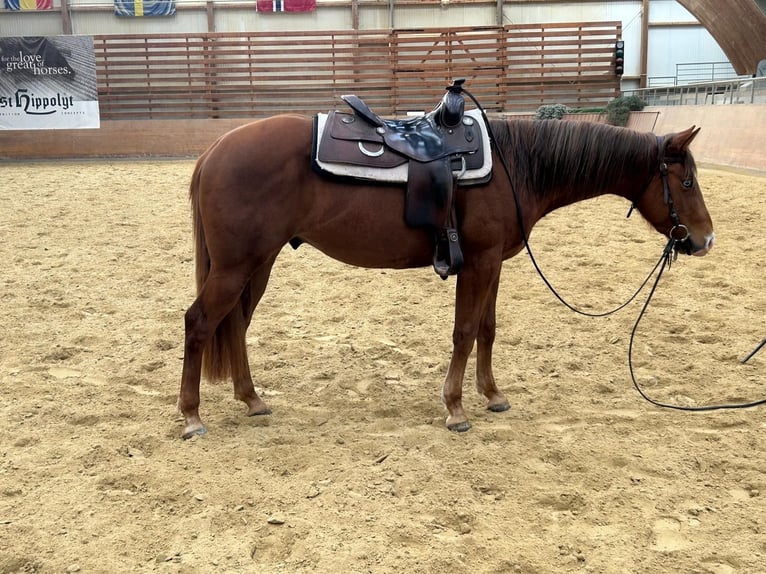 American Quarter Horse Ruin 3 Jaar 144 cm Vos in Kemnath