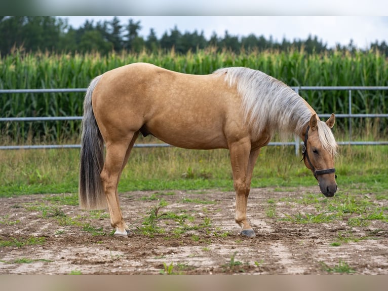 American Quarter Horse Ruin 3 Jaar 144 cm in Irchenrieth
