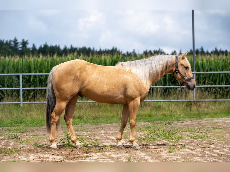 American Quarter Horse Ruin 3 Jaar 144 cm in Irchenrieth