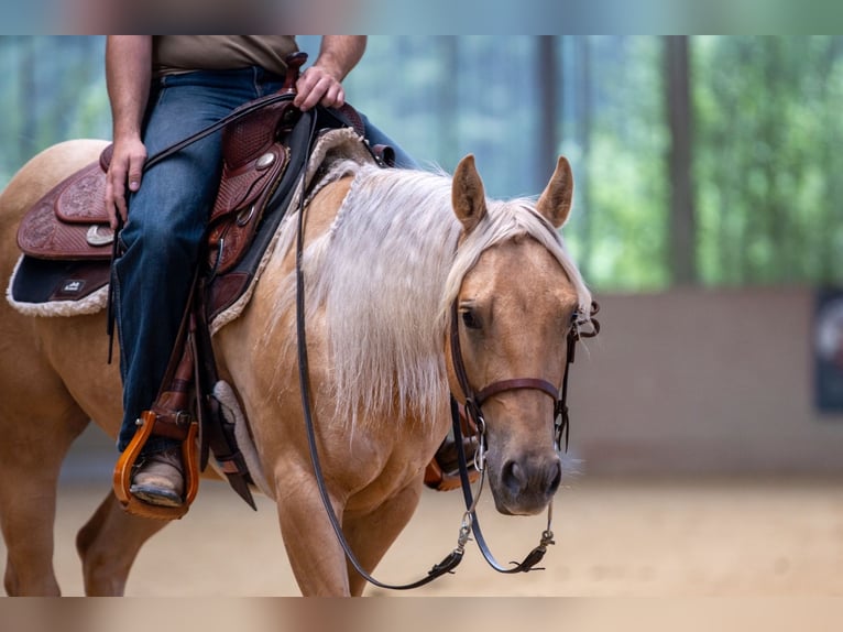 American Quarter Horse Ruin 3 Jaar 144 cm in Irchenrieth