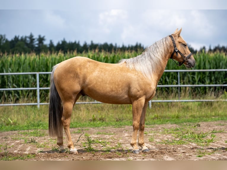 American Quarter Horse Ruin 3 Jaar 144 cm in Irchenrieth