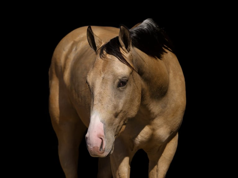 American Quarter Horse Ruin 3 Jaar 145 cm Buckskin in Marshall, MO