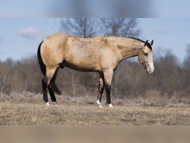 American Quarter Horse Ruin 3 Jaar 145 cm Buckskin in Marshall, MO