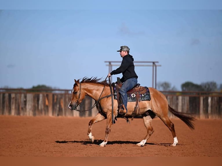 American Quarter Horse Ruin 3 Jaar 145 cm Falbe in Waco