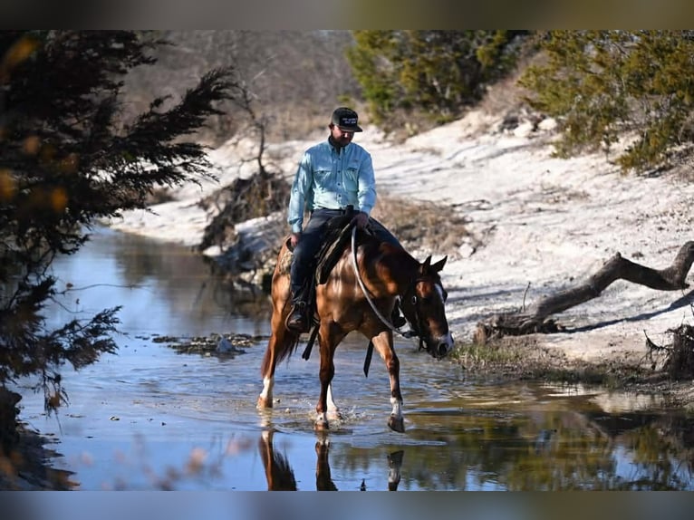 American Quarter Horse Ruin 3 Jaar 145 cm Falbe in Waco
