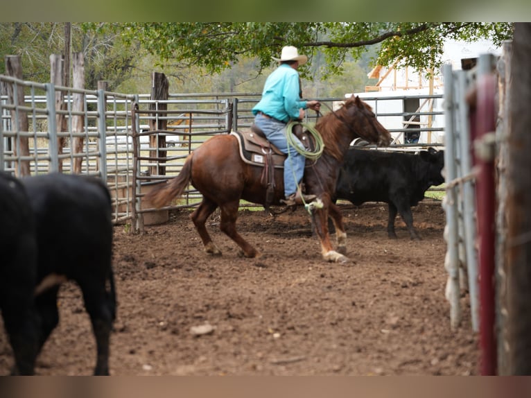 American Quarter Horse Ruin 3 Jaar 145 cm Roodvos in Arp, TX