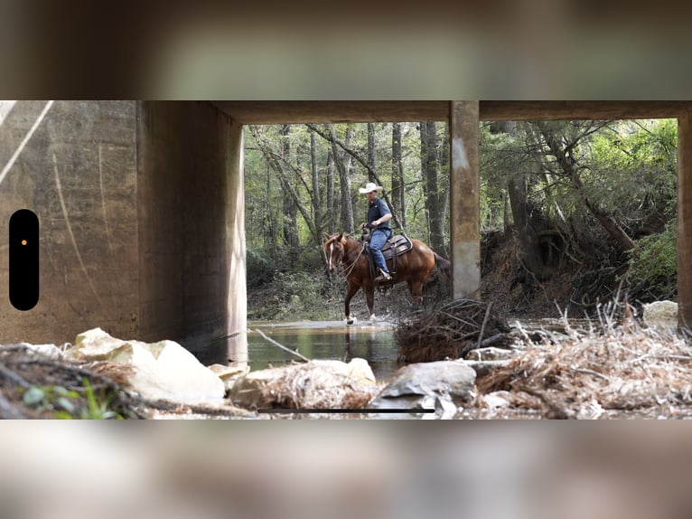 American Quarter Horse Ruin 3 Jaar 145 cm Roodvos in Arp, TX