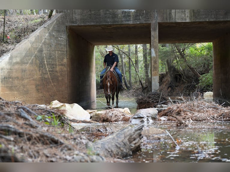 American Quarter Horse Ruin 3 Jaar 145 cm Roodvos in Arp, TX