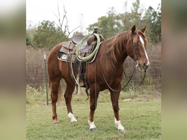 American Quarter Horse Ruin 3 Jaar 145 cm Roodvos in Arp, TX