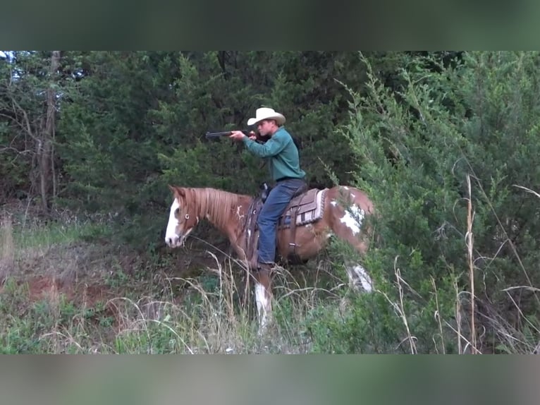 American Quarter Horse Mix Ruin 3 Jaar 145 cm Tobiano-alle-kleuren in Perkins